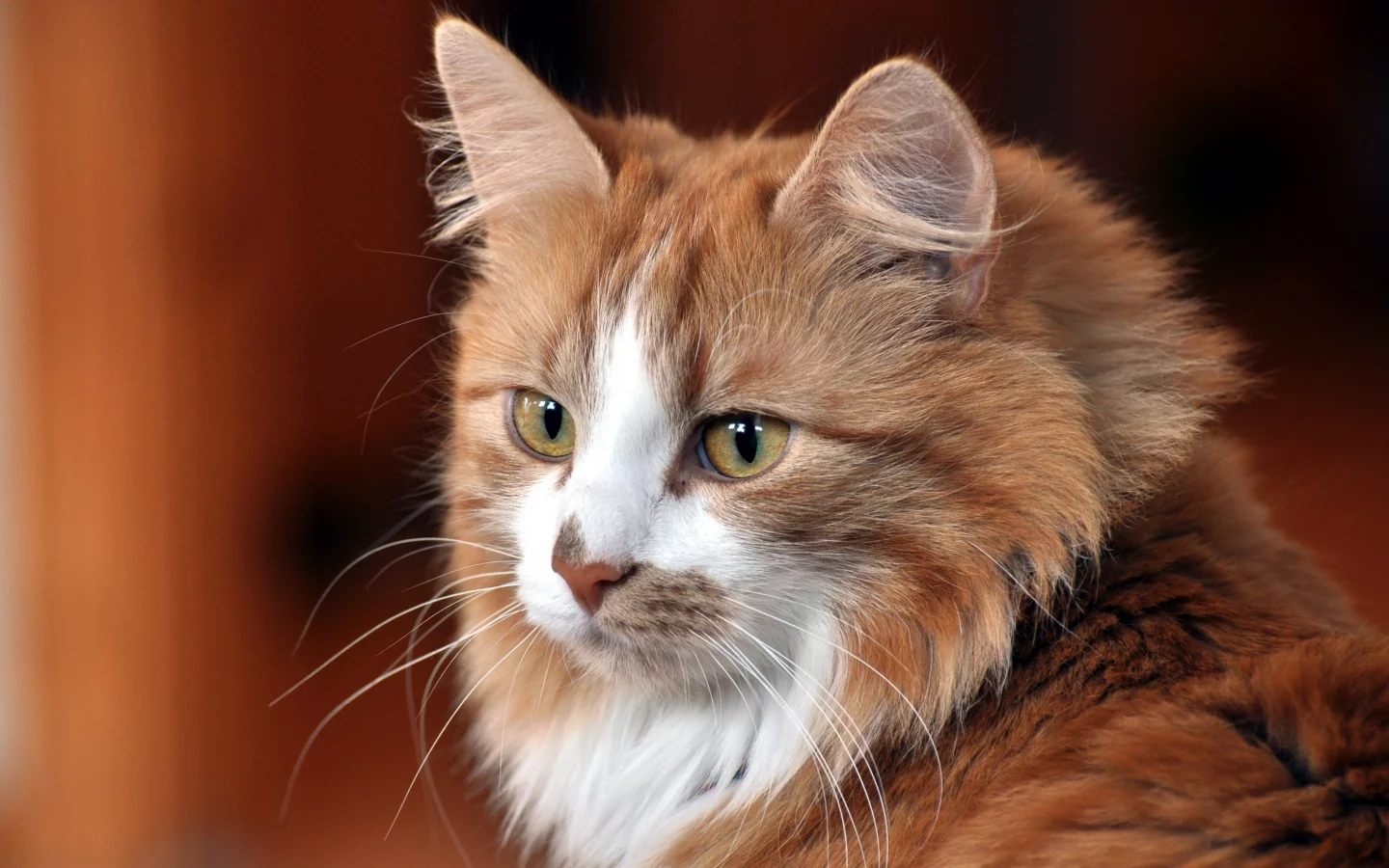 взгляд, Кошка, дом