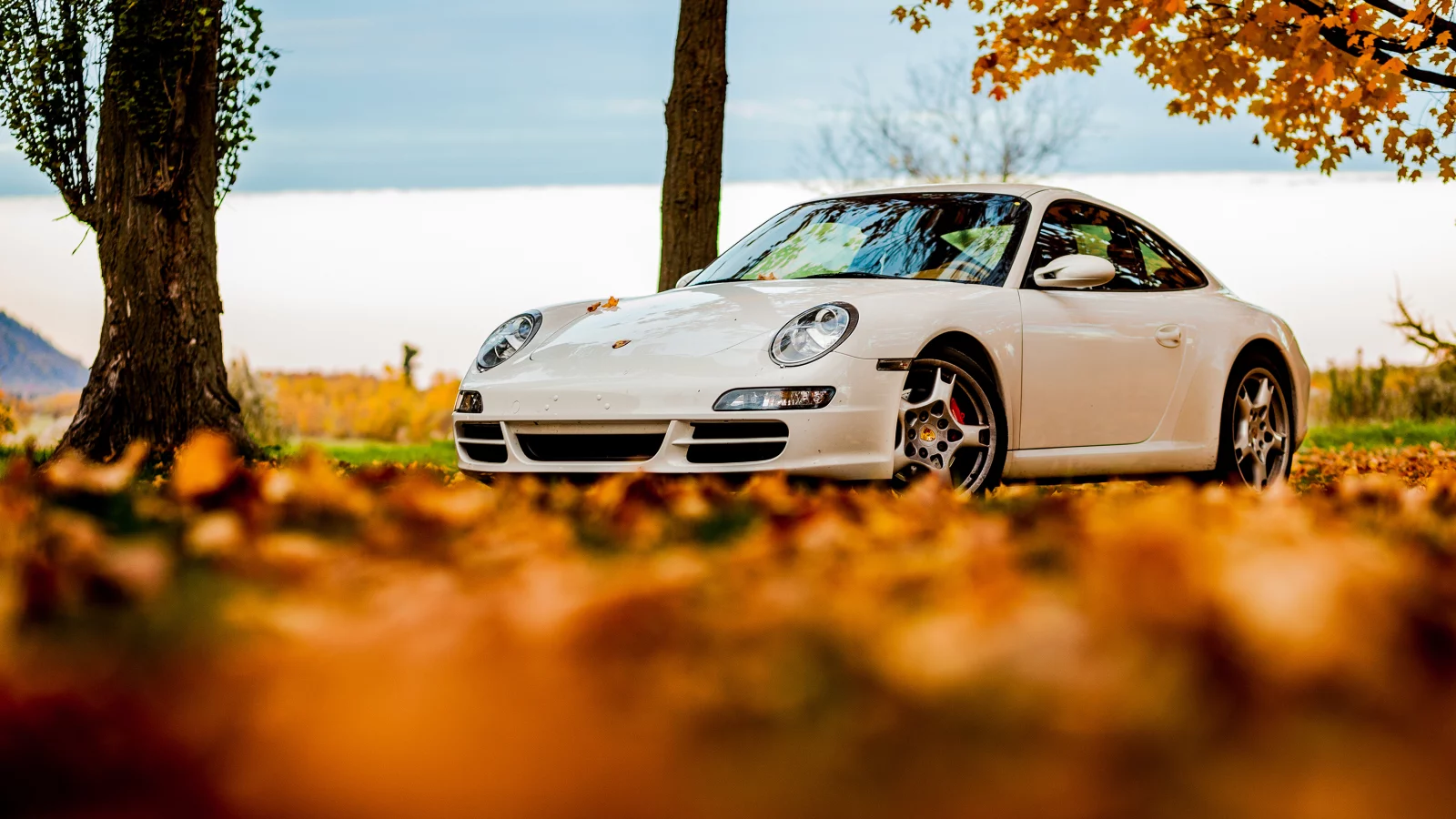 белый, foliage, порше, white, осень, 911, tree, sky, Porsche, 911, autumn