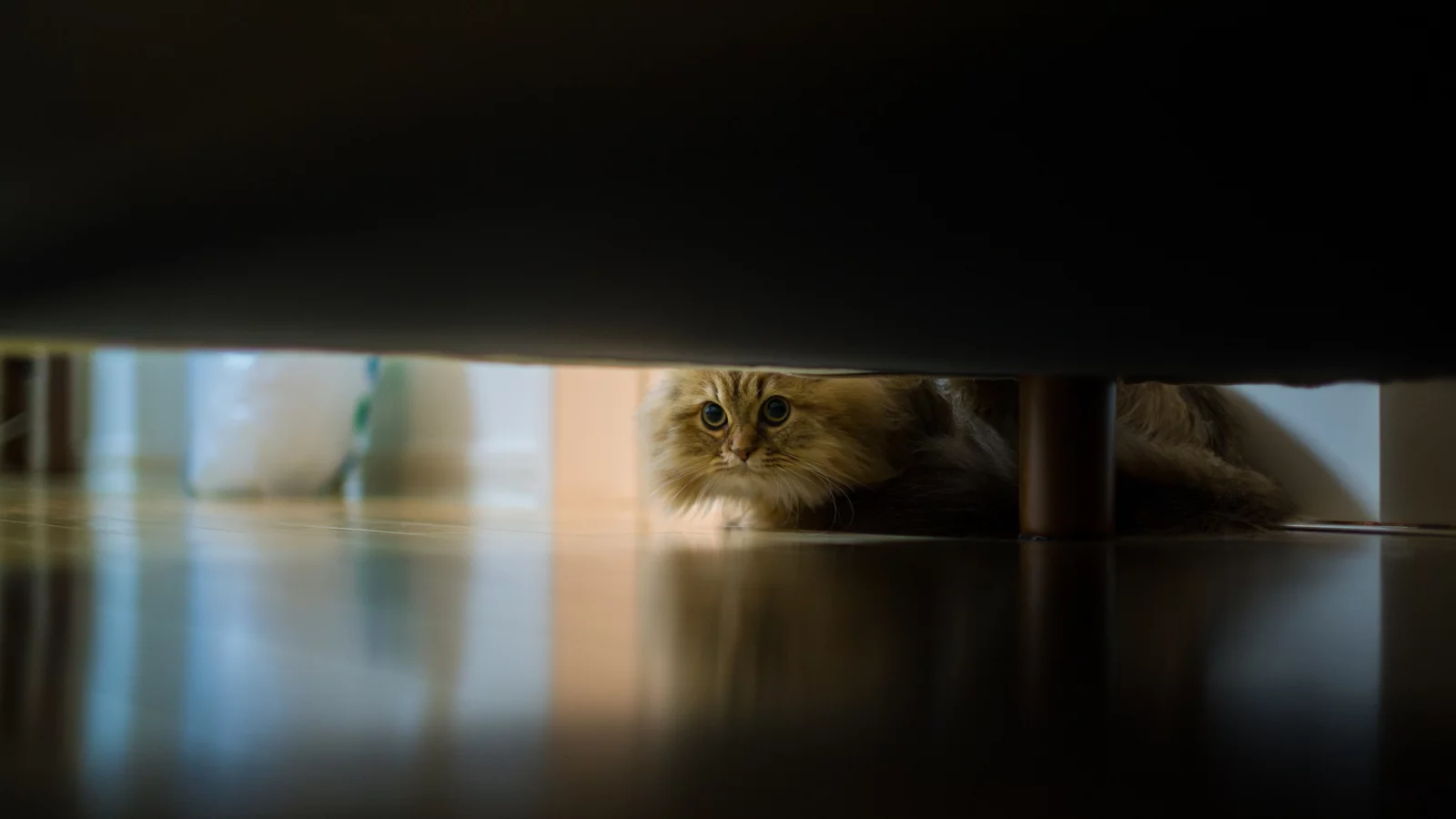 кошка, диван, daisy, Benjamin torode, пол