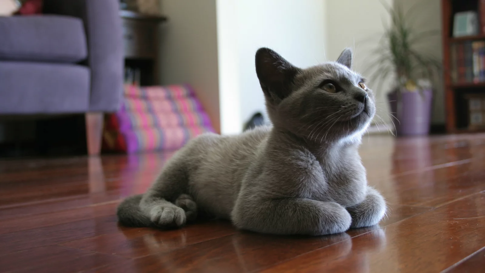 котенок, комната, лежит, на полу, Кот, мебель, серый