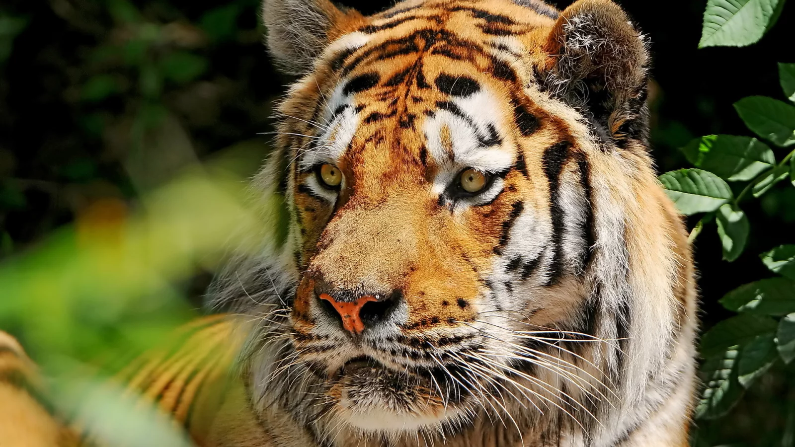 морда, усы, amur tiger, Тигр, взгляд, амурский
