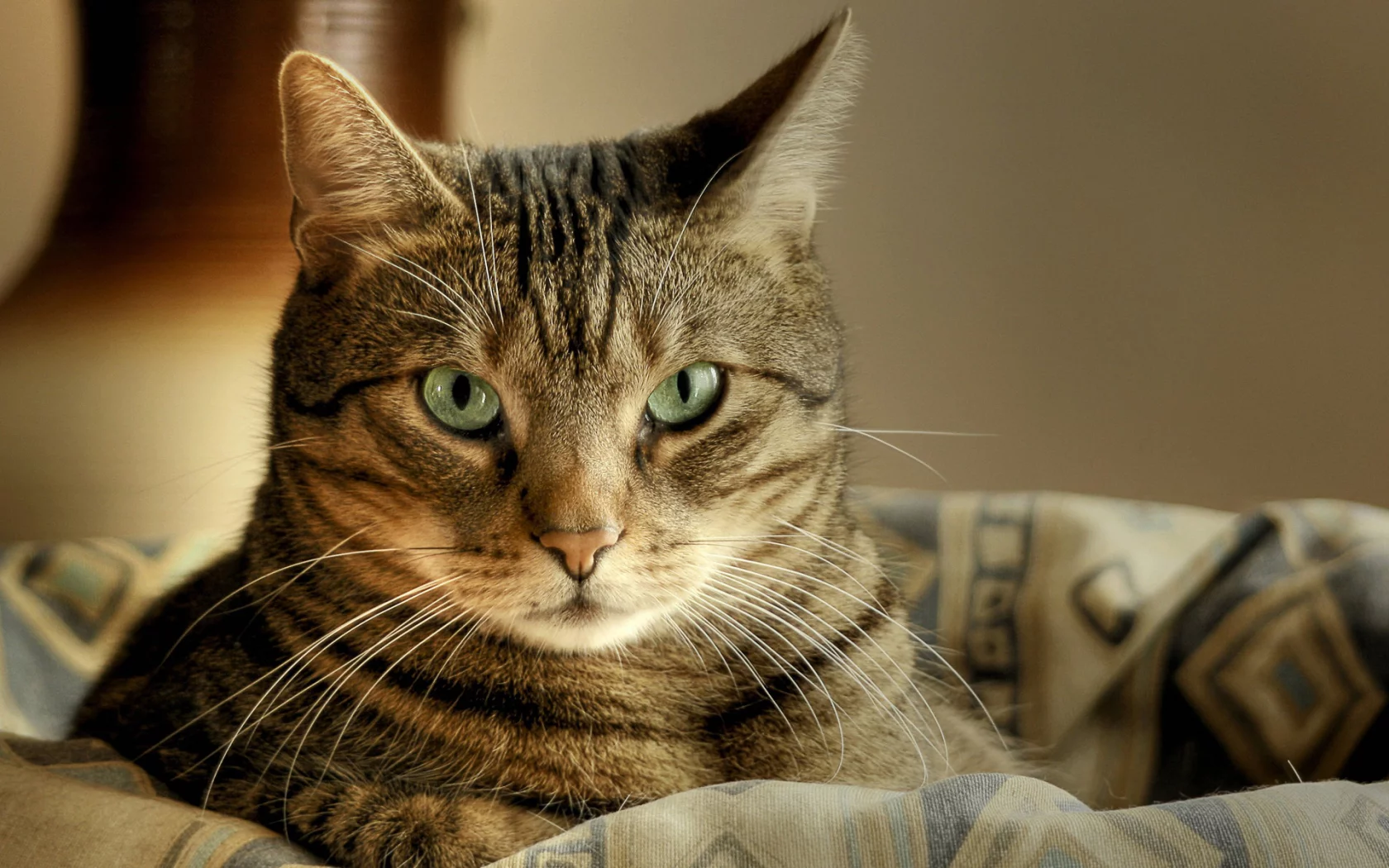 лежит, кот, корзина, Cat, макро, зеленые глаза, macro, кошка