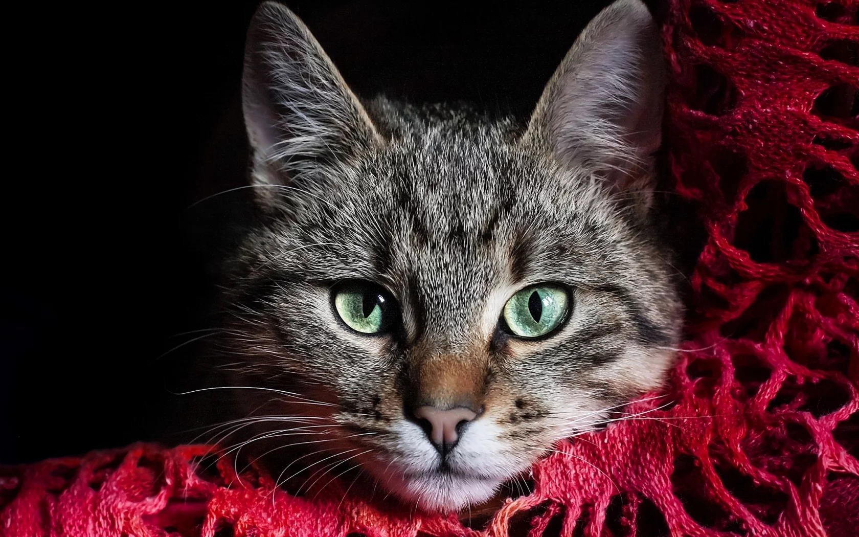 Кошка, полосатый, серый, кот, зеленые, морда, глаза