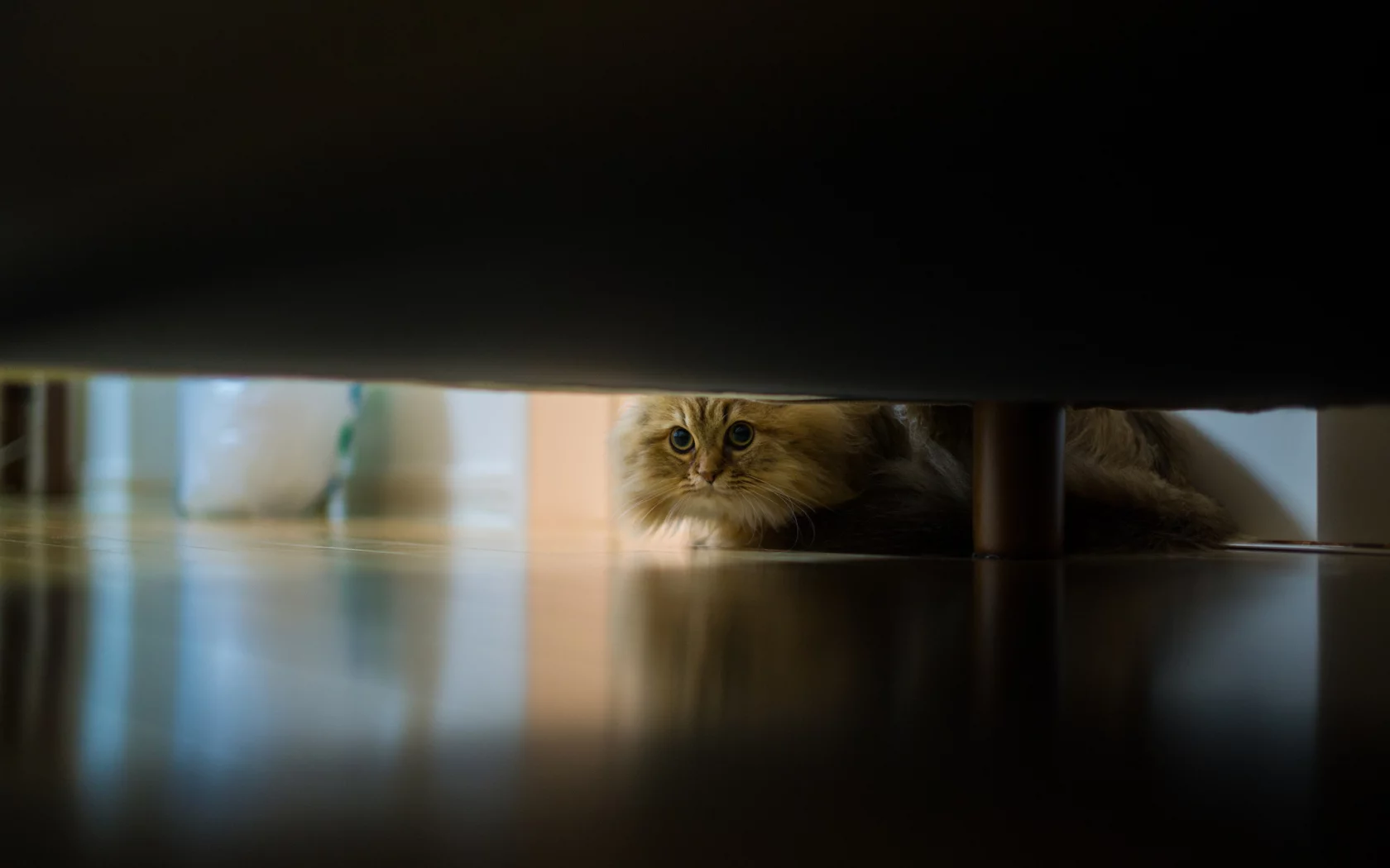 кошка, диван, daisy, Benjamin torode, пол