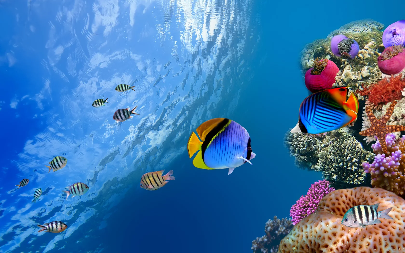 Underwater, коралл, море, од водой, рыба, sea, fish, coral, ocean, океан