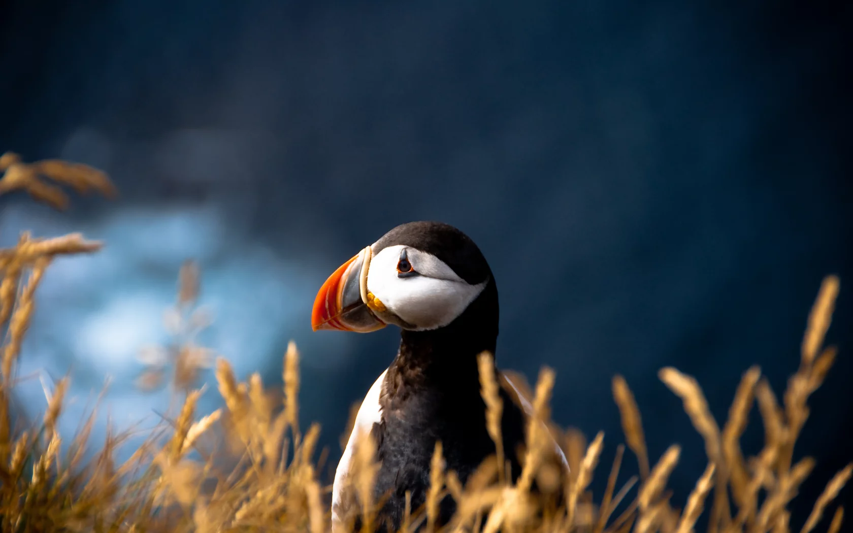 Птица, размытость, fratercula arctica, атлантический тупик, puffin