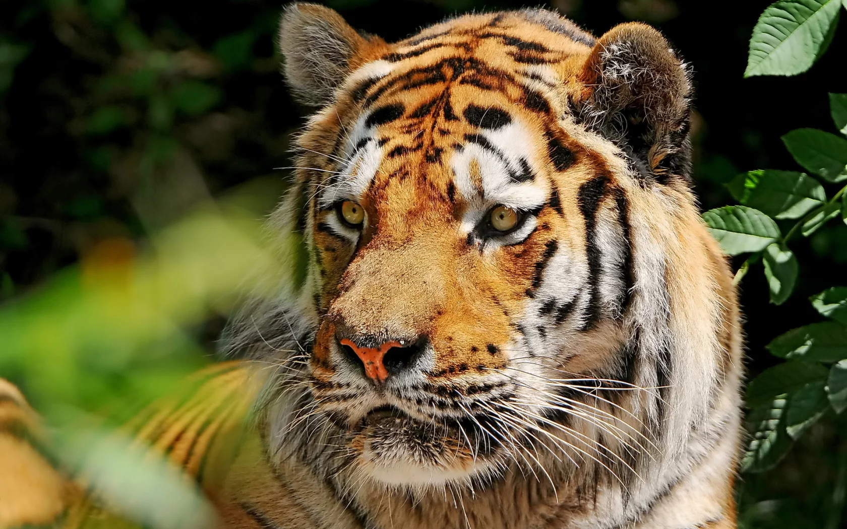 морда, усы, amur tiger, Тигр, взгляд, амурский