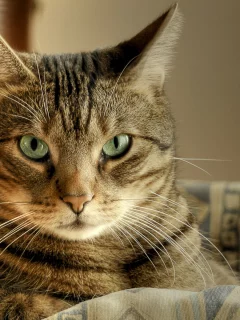 лежит, кот, корзина, Cat, макро, зеленые глаза, macro, кошка