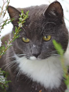 Кошка, ствол, кот, снег, дерево, туя