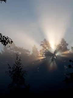 свет, Природа, лучи, утро, деревья