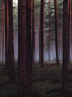 деревья, Лес, wood