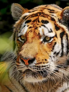морда, усы, amur tiger, Тигр, взгляд, амурский