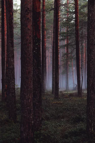 деревья, Лес, wood