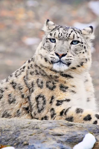 snow leopard, Снежный барс, uncia uncia, взгляд, ирбис, морда