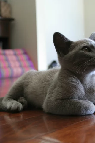 котенок, комната, лежит, на полу, Кот, мебель, серый
