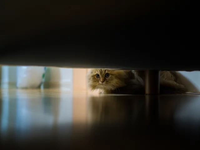 кошка, диван, daisy, Benjamin torode, пол