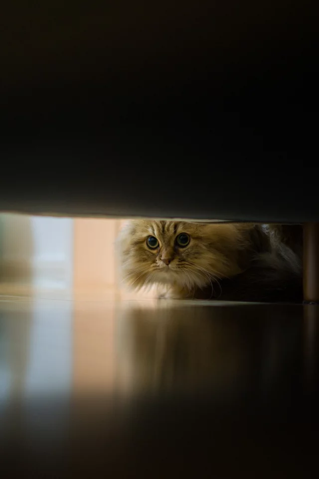 кошка, диван, daisy, Benjamin torode, пол