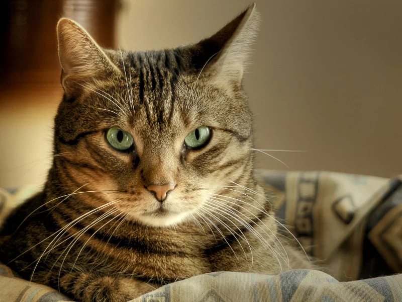 лежит, кот, корзина, Cat, макро, зеленые глаза, macro, кошка
