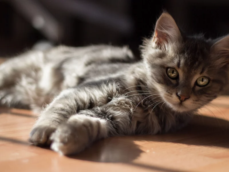 лежа, кот, пол, солнце, Котенок
