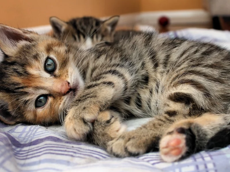 взгляд, глаза, Кошка, кровать, котенок, лежит, полоски