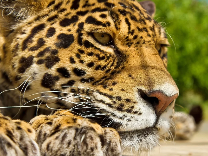 ягуар, лапы, усы, морда, отдых, Panthera onca