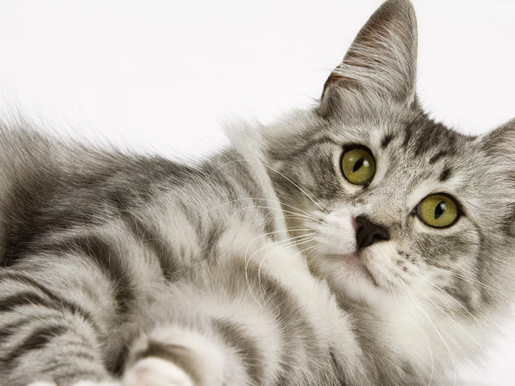 cat, кот, взгляд, котэ, кот, кошка, белый фон, киска