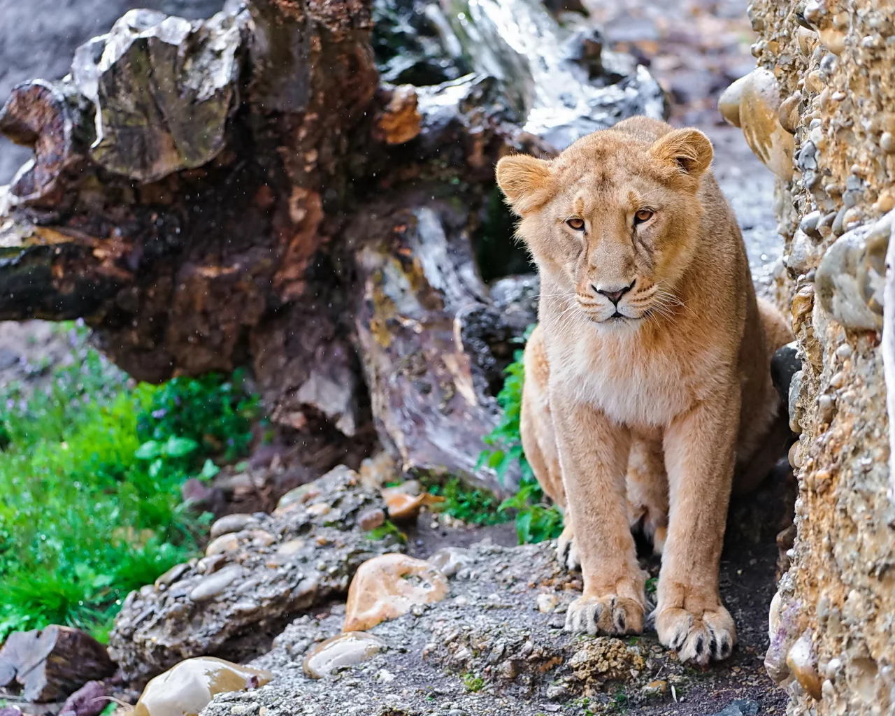 пень, скала, морда, камни, взгляд, усы, lion, panthera leo, Лев