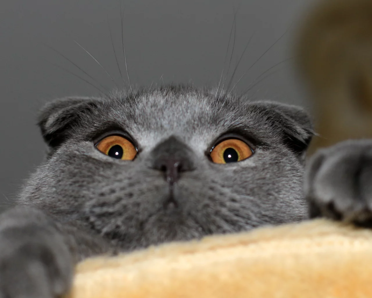 кошка, шотландская вислоухая, котэ, Кот, скотиш фолд