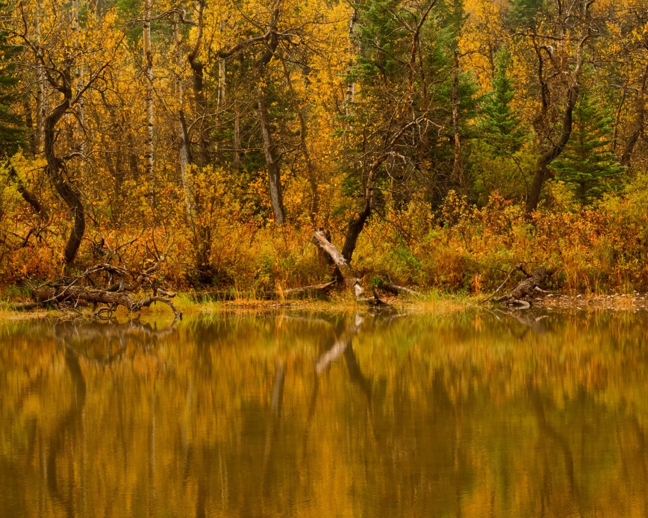 Природа, вода, осень, лес, река, деревья