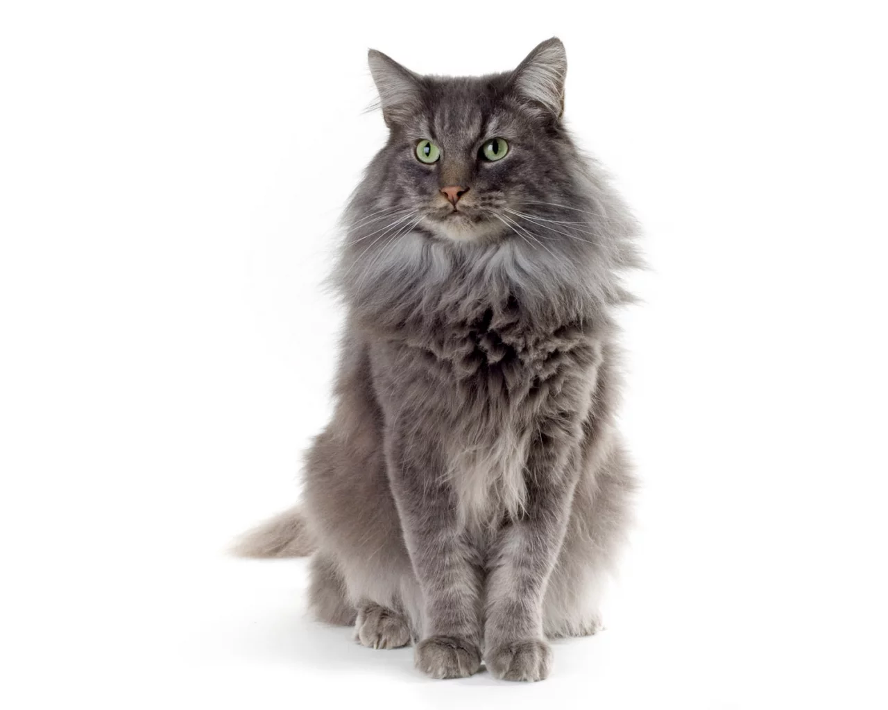 шерсть, белый, Кот, зеленые глаза, кошка, серая, фон