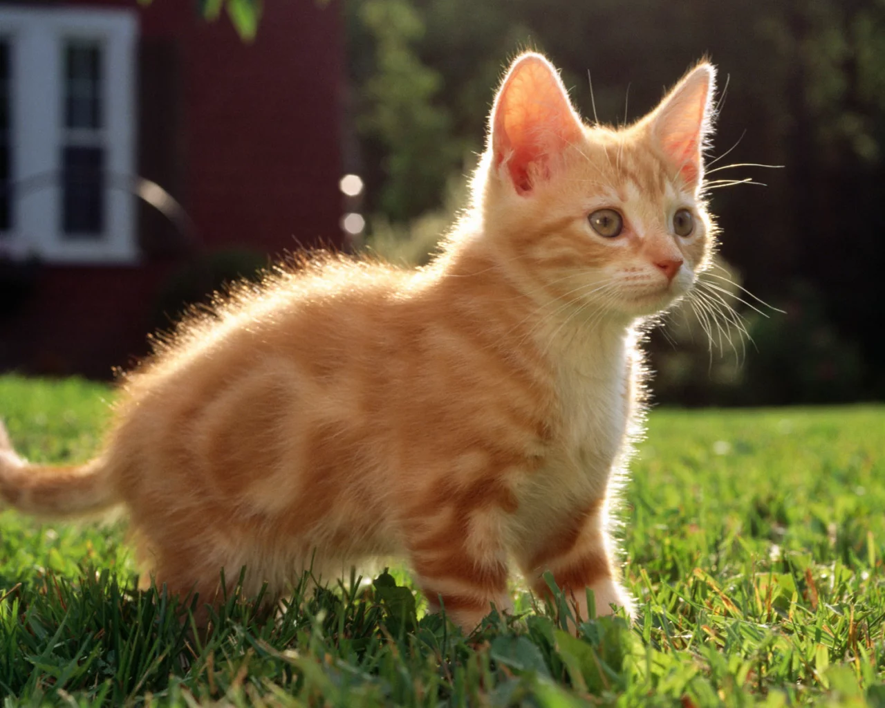 трава, котенок, дом, Cat, рыжий, кот, кошка, полосатый