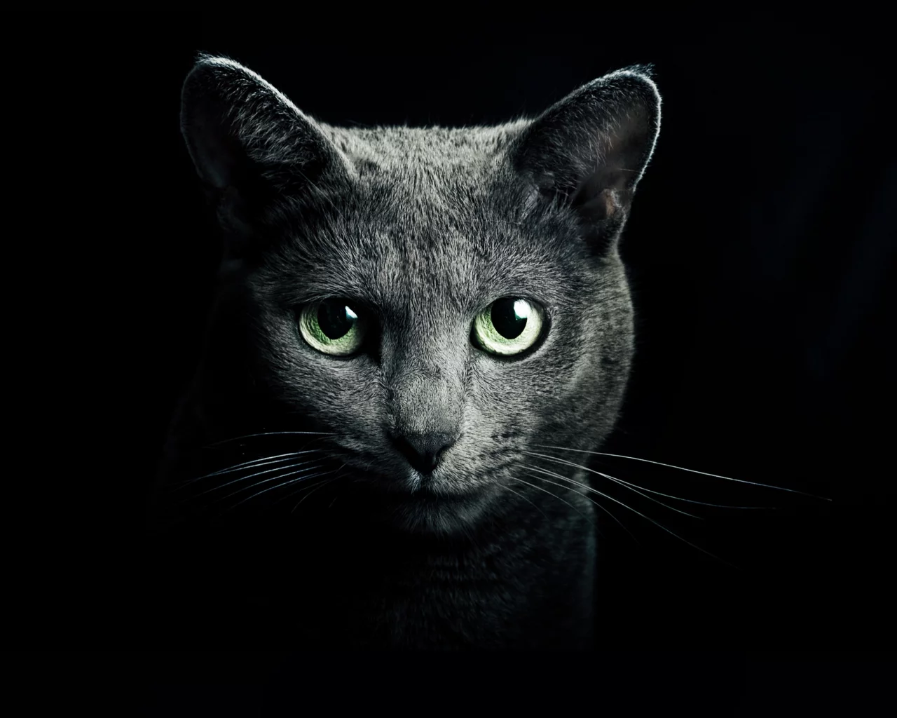 Кошка, серый, глаза, русская, голубая, порода, кот