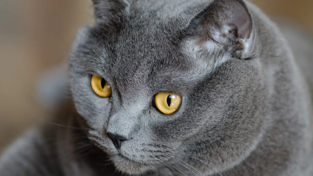 британский, кошка, британец, Кот, серый, желтые, глаза