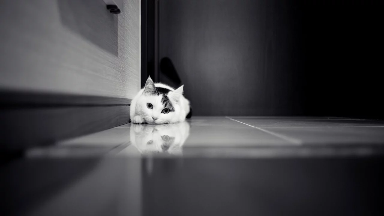 шкаф, белая, кошка, дверь, кафель, Кот, черно-белое