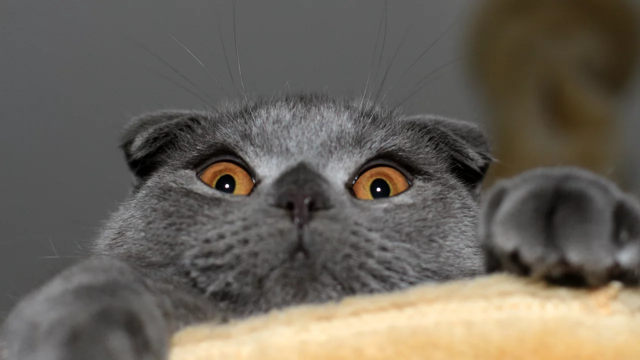 кошка, шотландская вислоухая, котэ, Кот, скотиш фолд