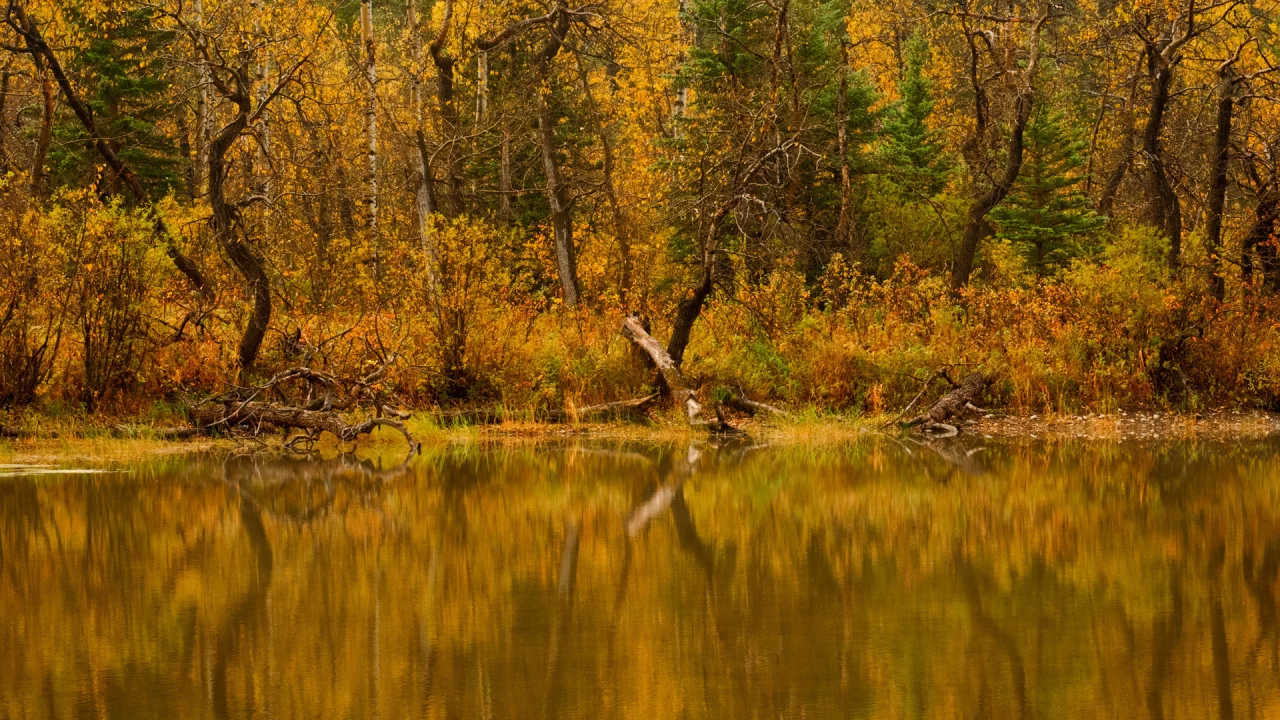 Природа, вода, осень, лес, река, деревья