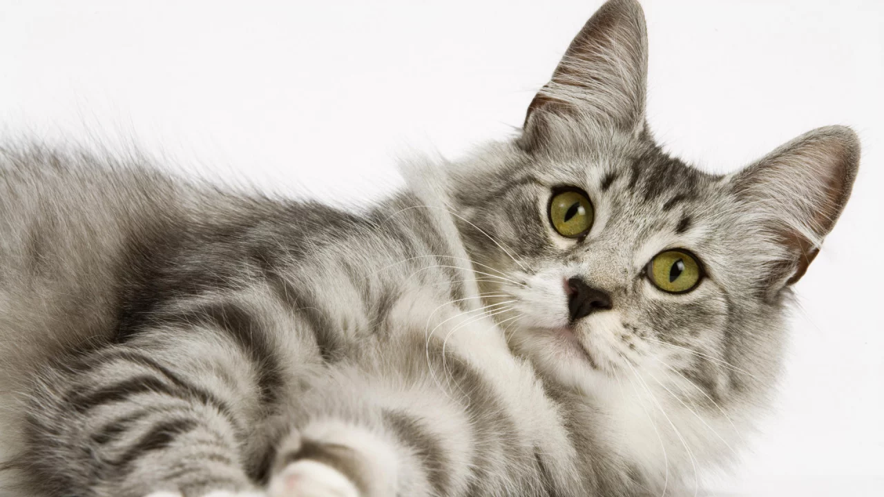 cat, кот, взгляд, котэ, кот, кошка, белый фон, киска