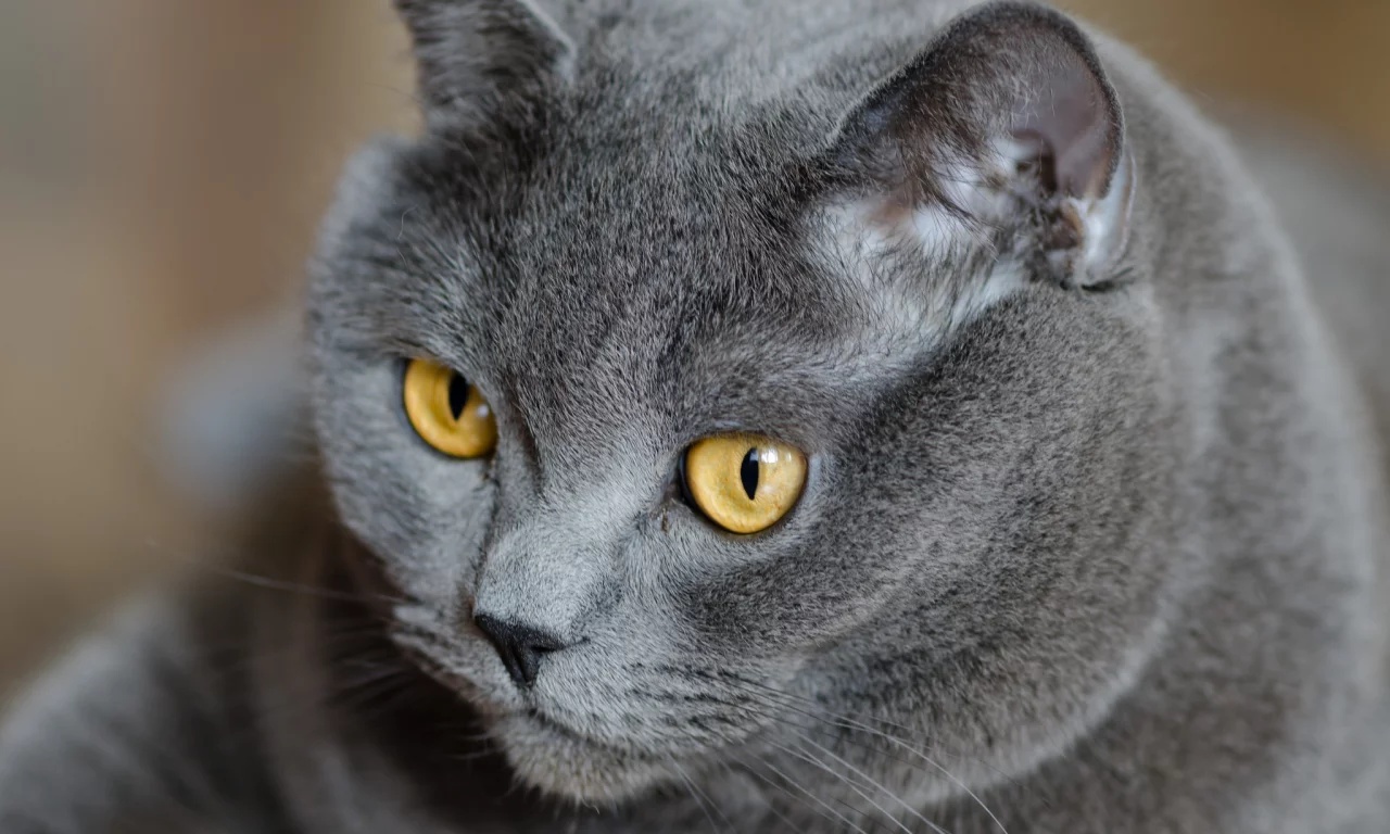 британский, кошка, британец, Кот, серый, желтые, глаза