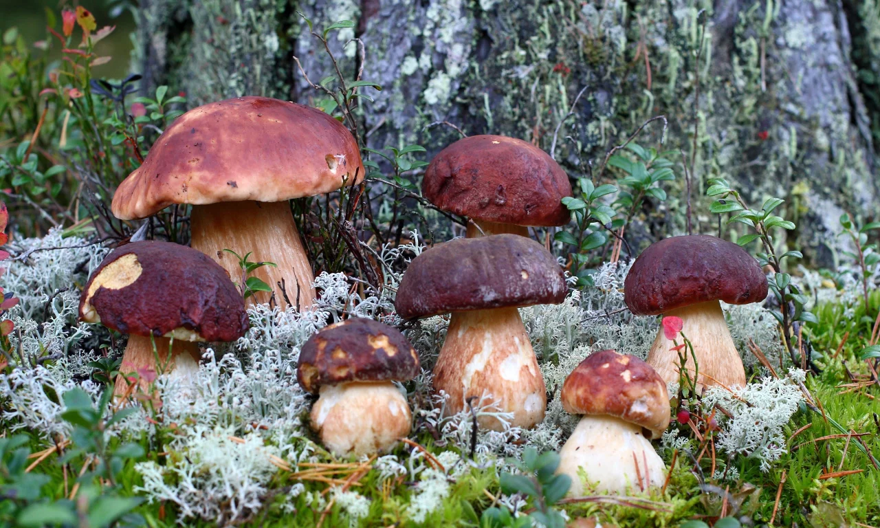 мох, трава, грибы, осень, Лес, макро