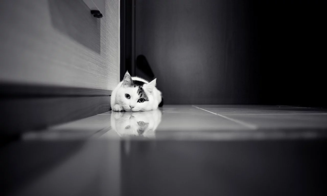 шкаф, белая, кошка, дверь, кафель, Кот, черно-белое
