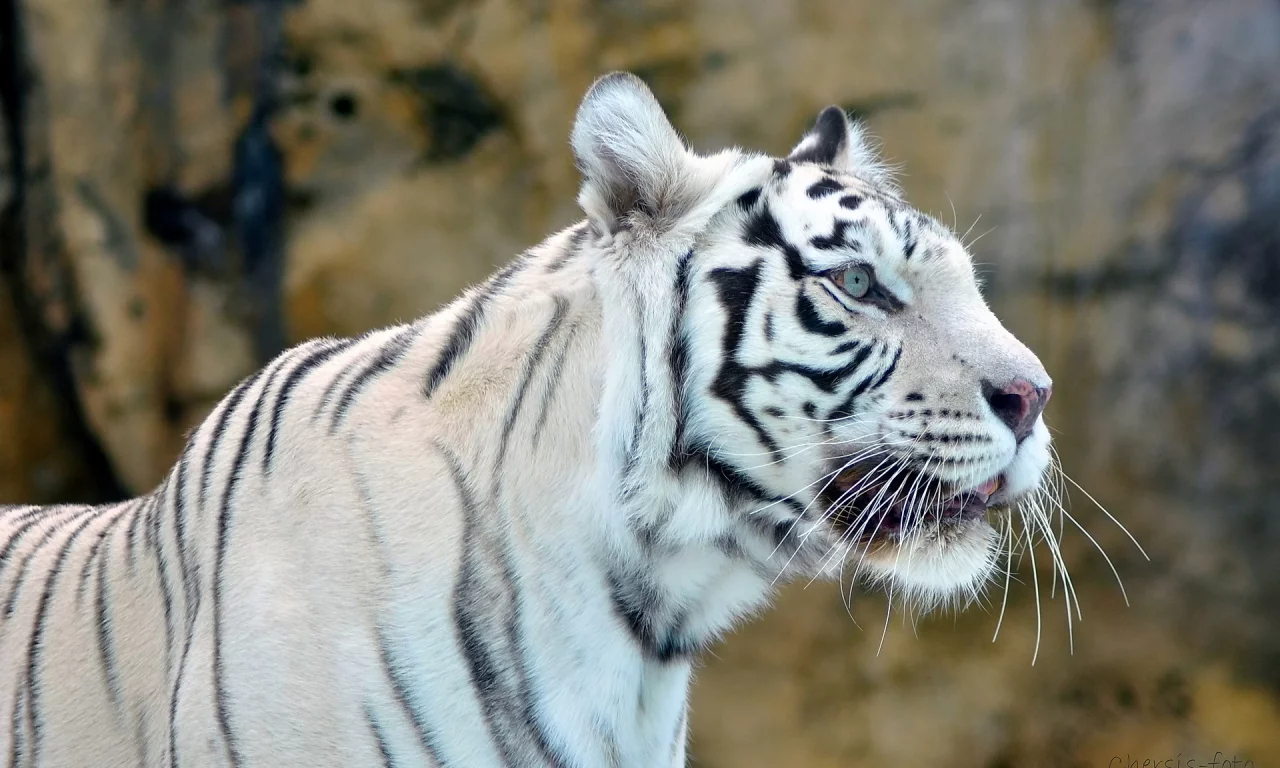 white tiger, белый, хищник, Тигр, морда