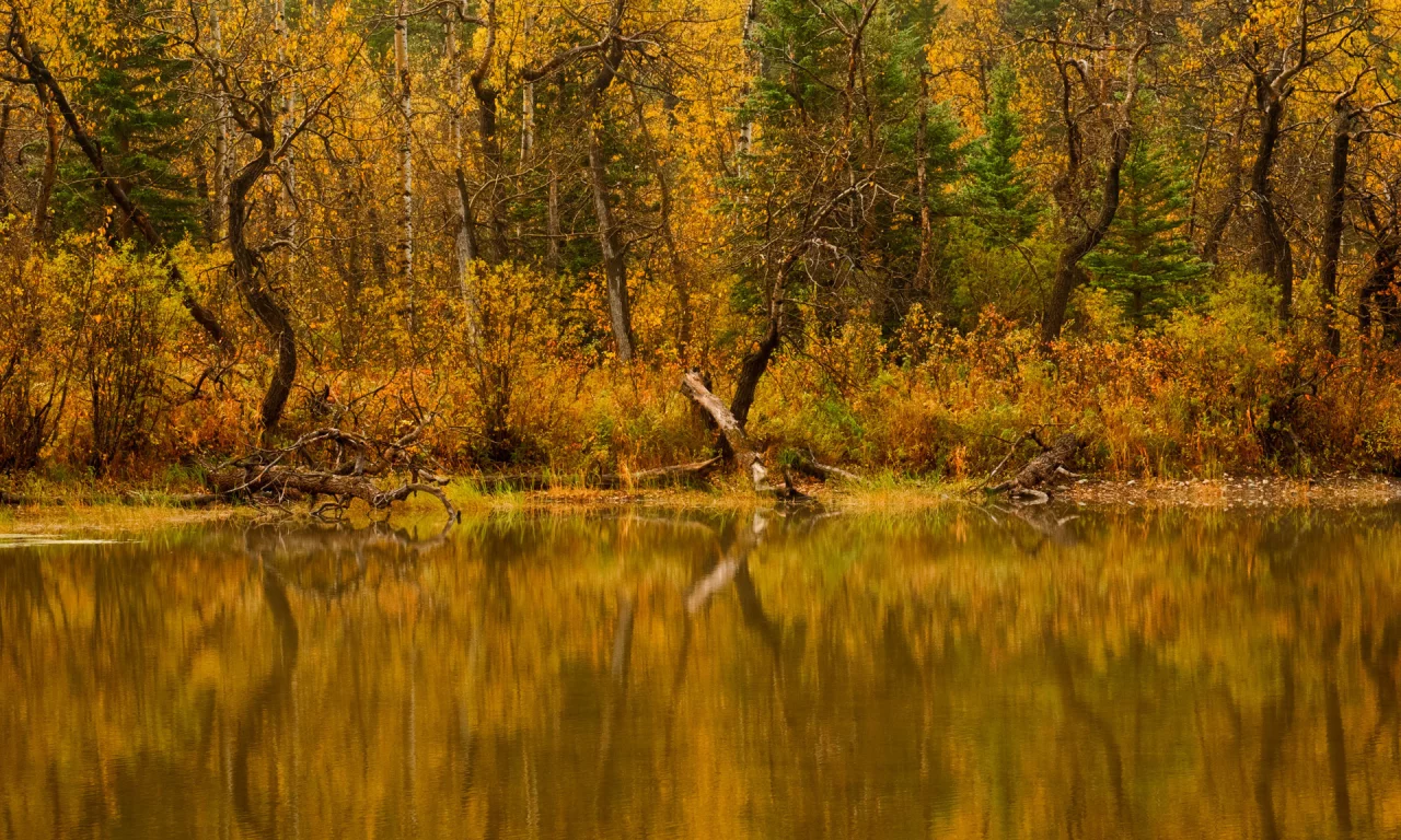 Природа, вода, осень, лес, река, деревья