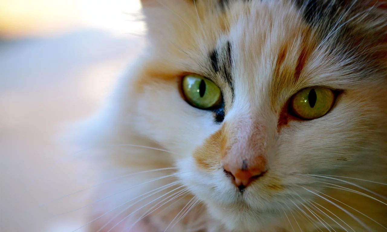 усы, кошка, морда, котэ, трехцветная, кот