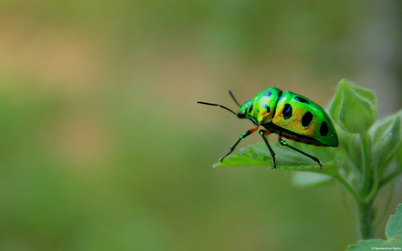 макро, Green beetle, насекомое, жук