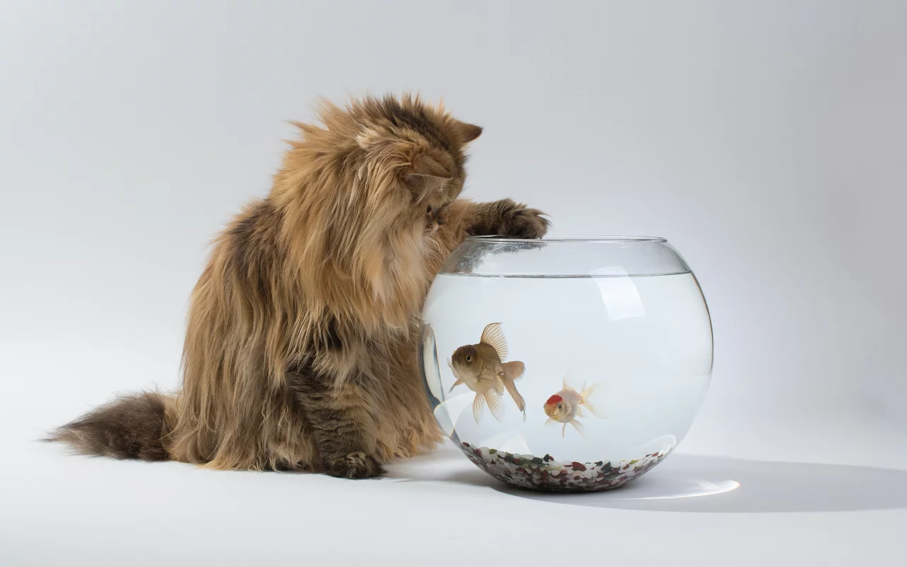 кошка, аквариум, benjamin torode, ben torode, Daisy, интерес, рыбки