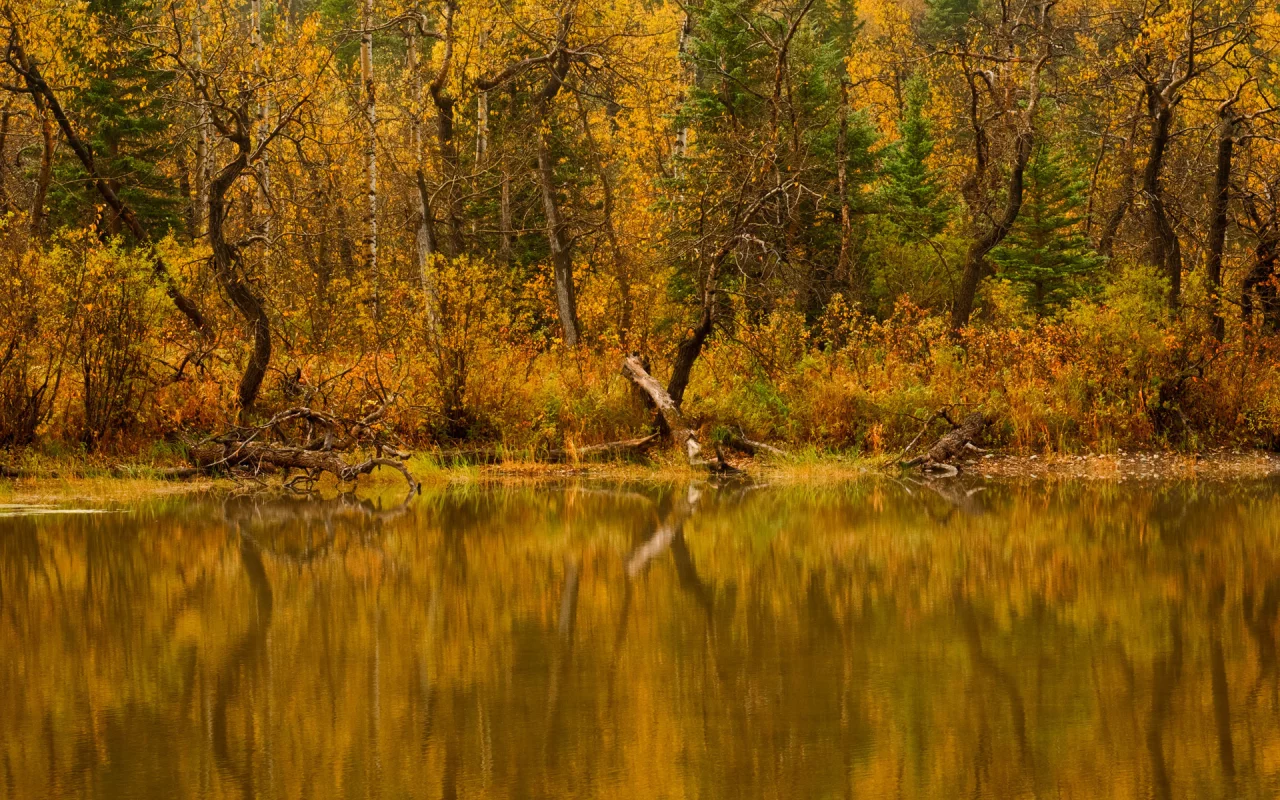 Природа, вода, осень, лес, река, деревья