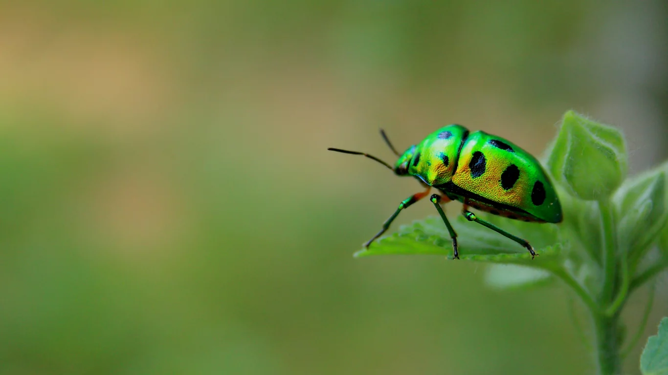макро, Green beetle, насекомое, жук