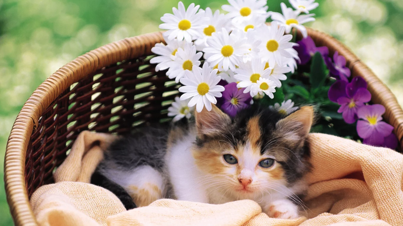 cat, киска, кошка, цветы, кот, котэ, Котенок