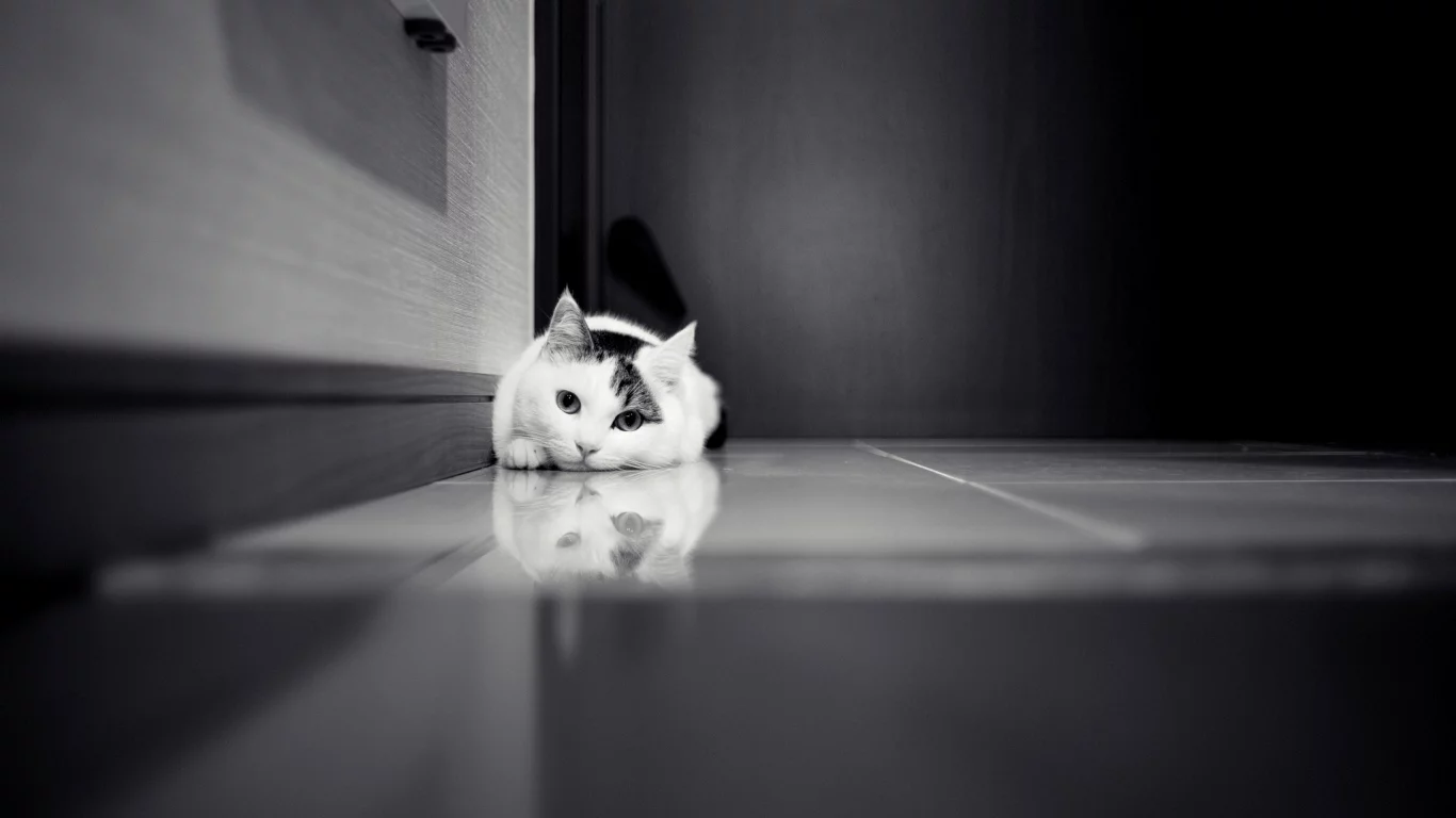 шкаф, белая, кошка, дверь, кафель, Кот, черно-белое