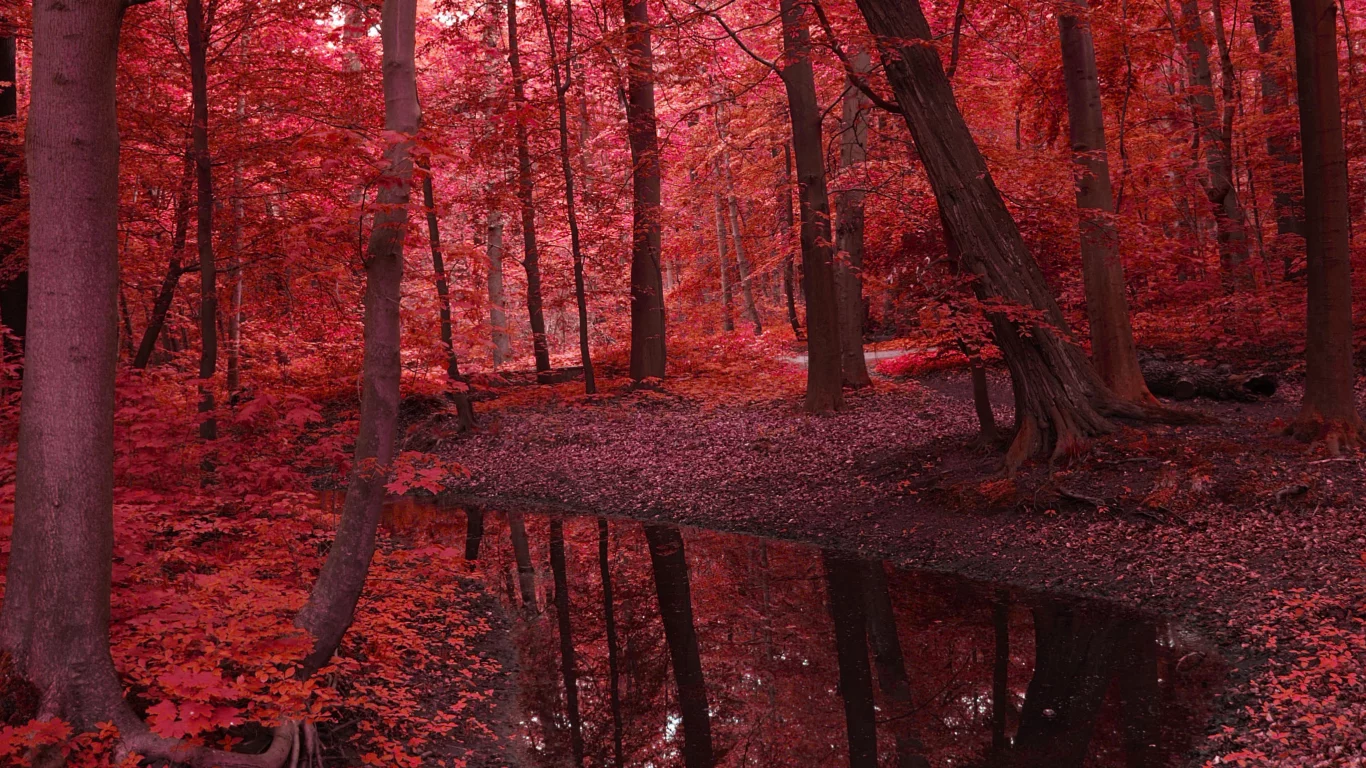 вода, листья, деревья, река, природа, Пейзаж, лес